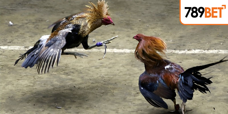 Hình thức chọi gà Mỹ và các ưu thế nổi bật trong thời điểm hiện nay